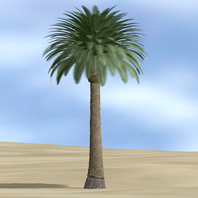 datepalm