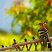 hoopoe