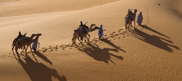 Men Leading Camels in Desert