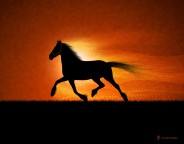 Running-Horse